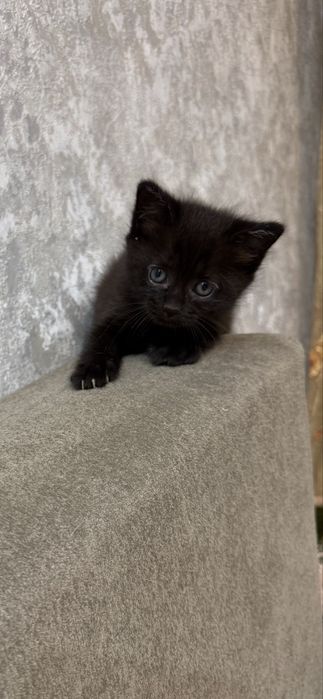 Котята  бесплатно