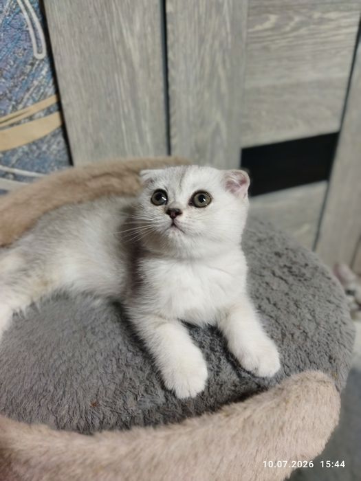 Продаются шотландские чистокровные котята серебряная шиншилла