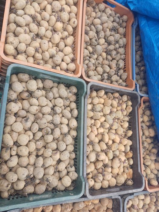 Cartofi de sământă Arizona si Reviera