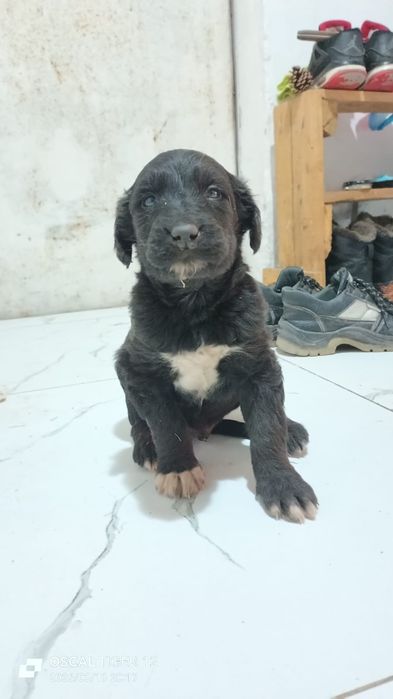 Продажа ШЕНЬКОВ Тайган