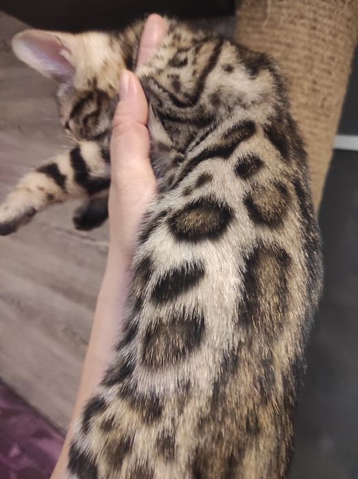 Котята породы Бенгал