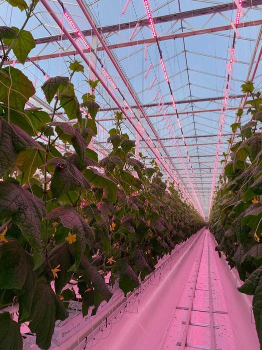 Фитолампа линейная 350Вт