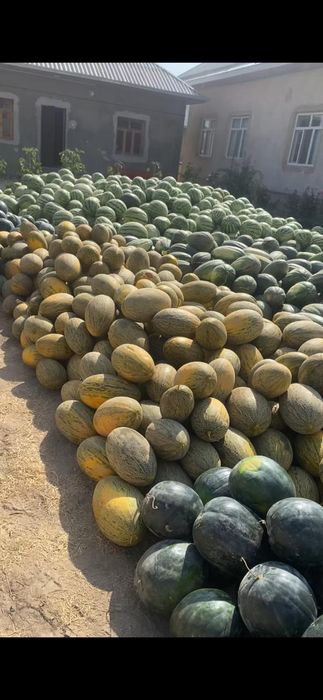 Арбуз Дыня зимный