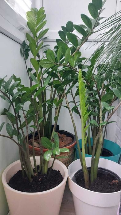 Продам шикарные долларовые цветы, замиокулькас,