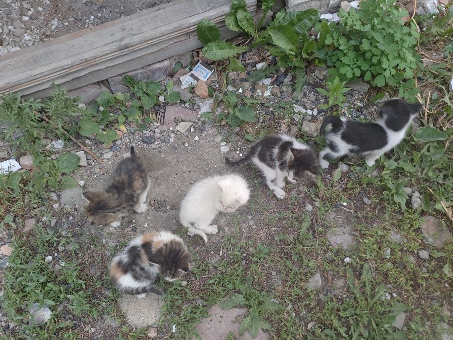 Отдам котят даром