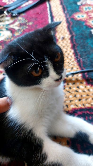 Шотландский вислоухий(метис)