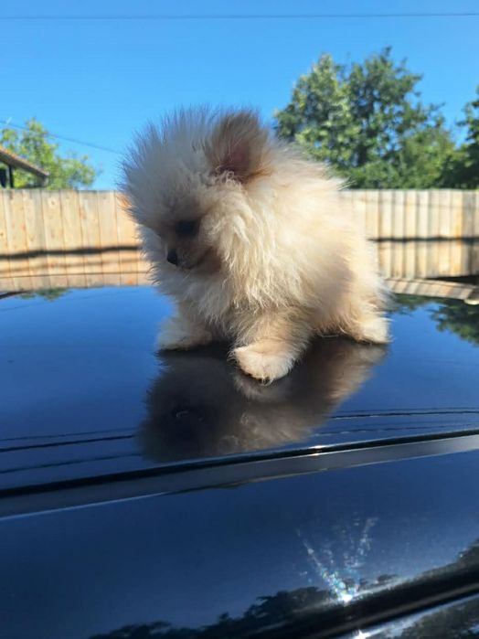 Мини померани от родословни родители