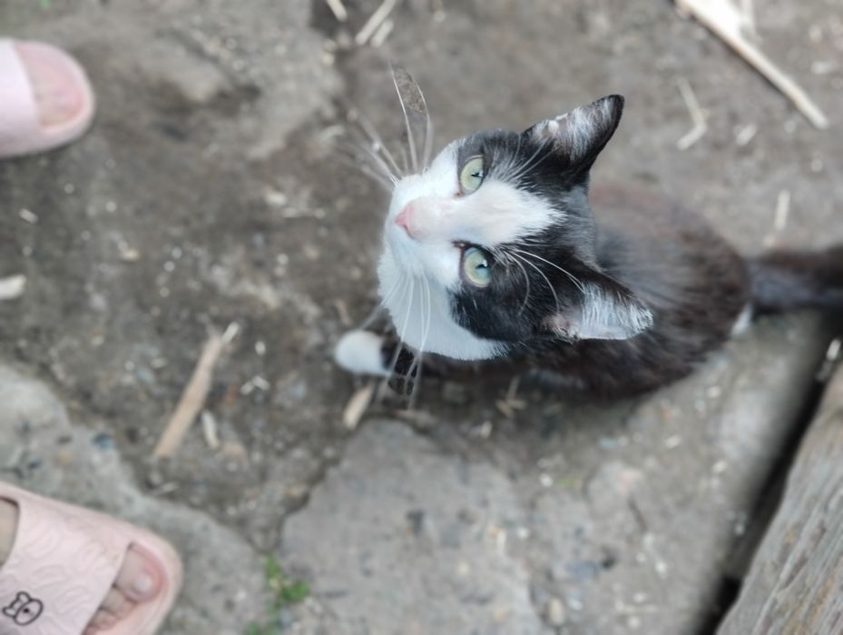 Отдам доброго кота.