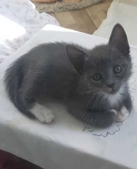 Бесплатно дарим котенка