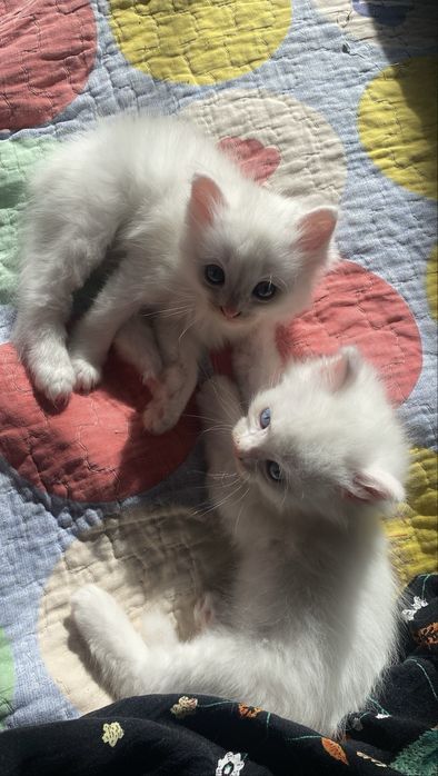 белые пушистые котята