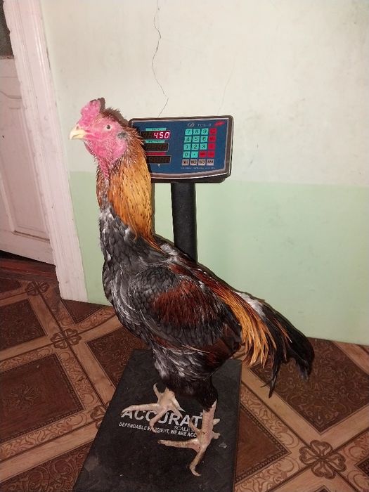 Xòroz satiladi qiziqanlar bòlsa