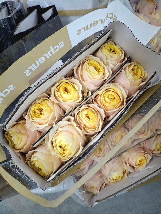 Розы Китай пачками Алматы!