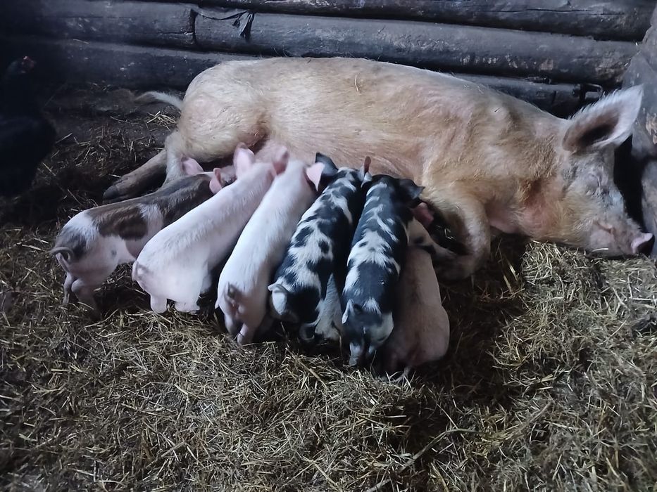 Набираю клиентов на поросят