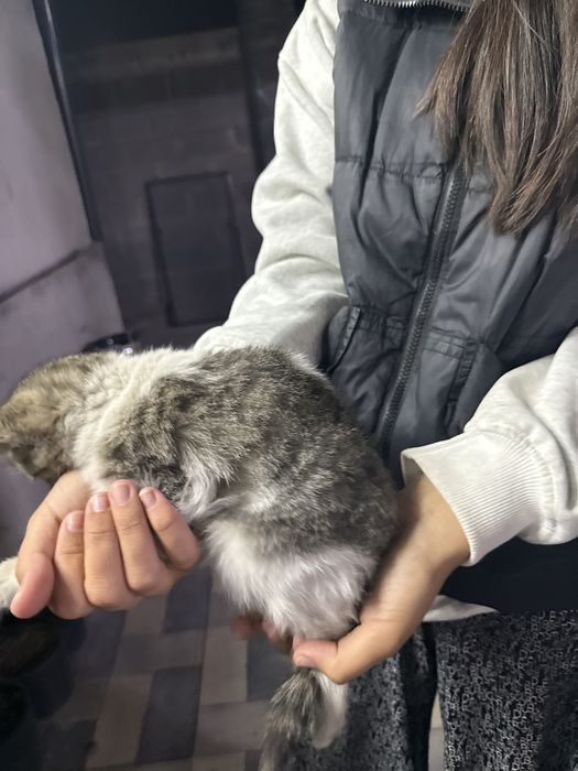 Отдам котенка в добрые руки