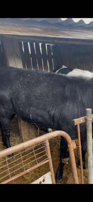 годовалые телачки