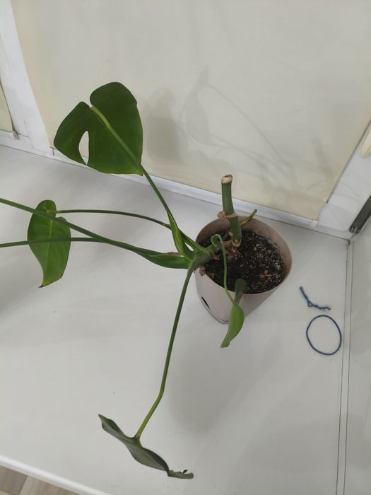 Комнатные цветы домашние