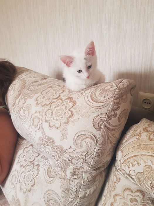 Пушок котик хороше