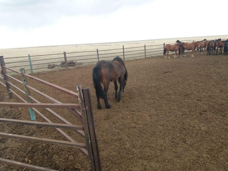 Продается табунный жеребец.