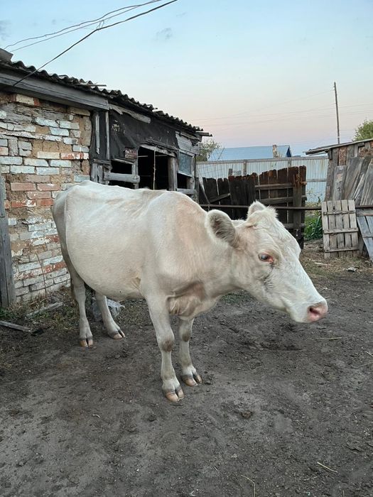 Продам 2х коров 2х и 3х лет