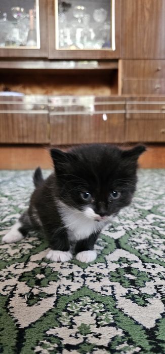 Бесплатно котята