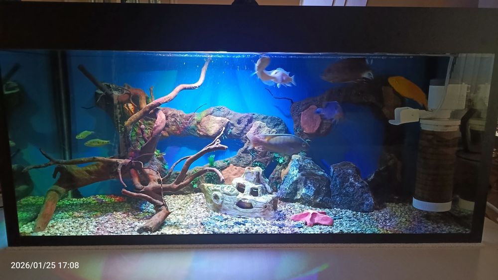 Akvarium 100 litr 8 ta baliqlari bilan