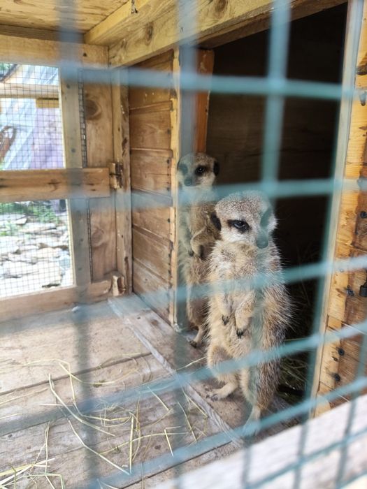 Vând suricate mature