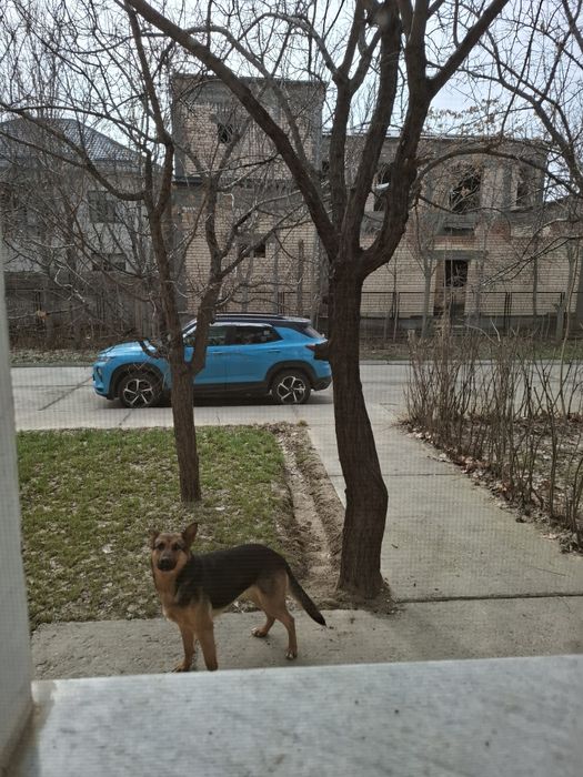 Собака в добрые руки