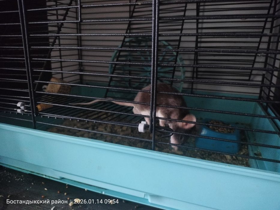 Продам японскую мышь с клеткой.