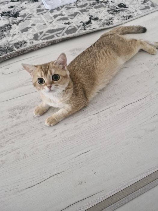 Срочно продаю котят и кошек.
