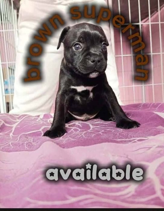 Стафордшир бул териер