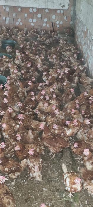 Găini ouătoare tinere - 11 luni - Penaj îngrijit