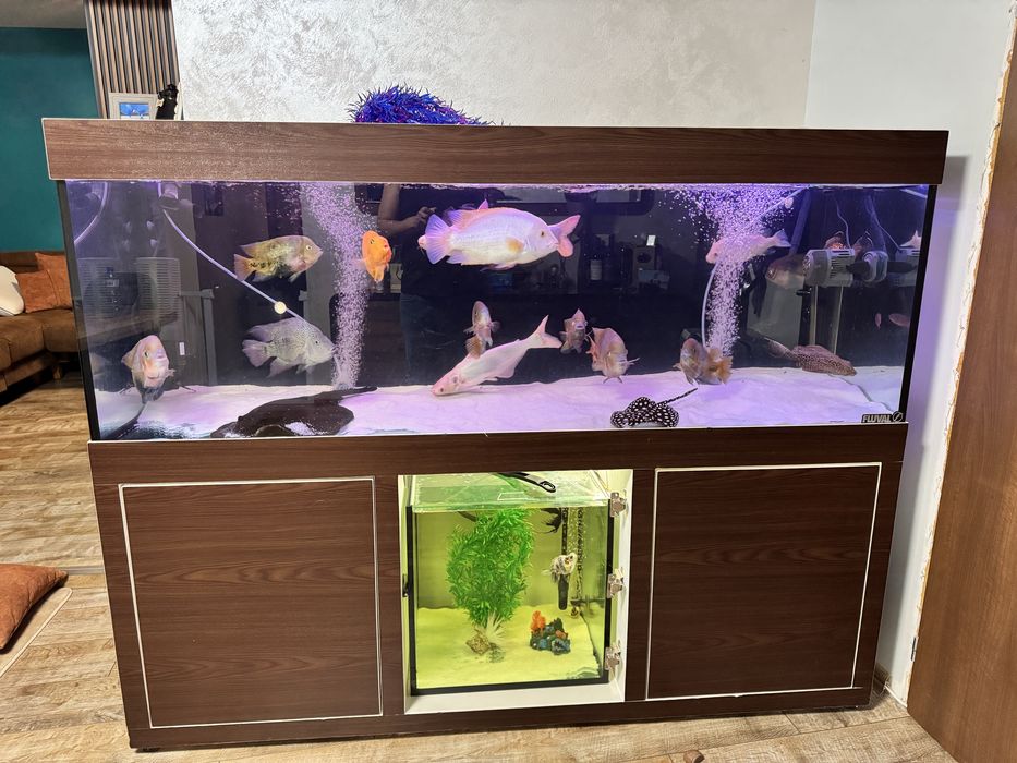 Два Оборудвани аквариума 650+125л с шкаф и риби