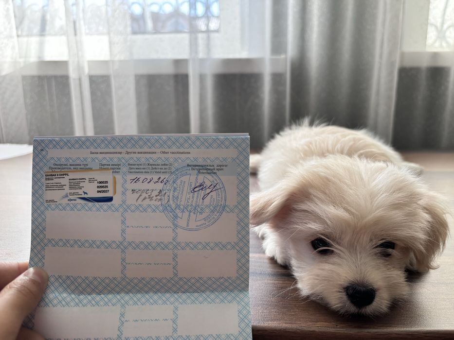 Умная собака мальтезе