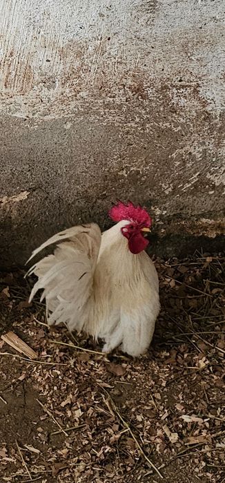 Петле шабо         .