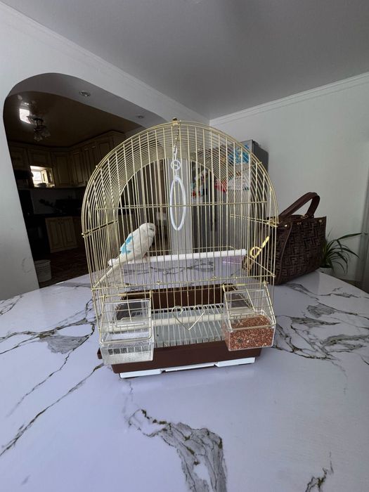 Попугай с клеткой