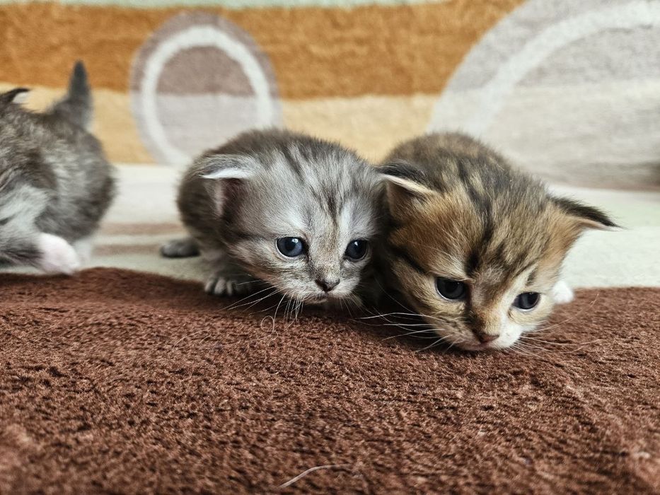 Шатланские котята