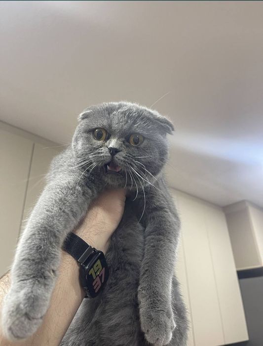 ВЯЗКА. Тоза қонли  Шотландские вислоухие