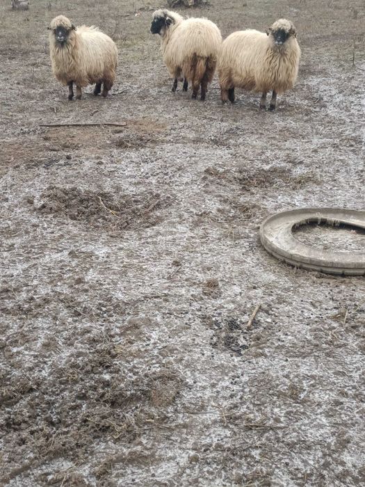 De vanzare 3 oi Iasi