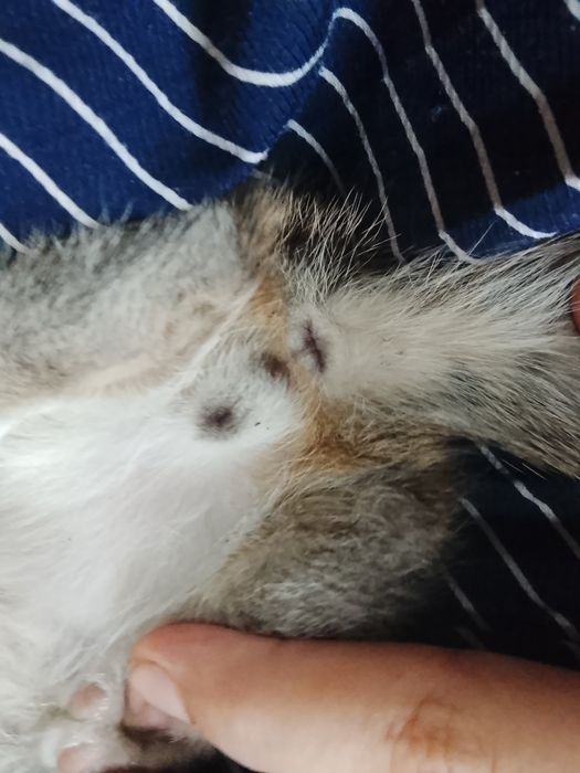 Отдам котенка 3 месяца