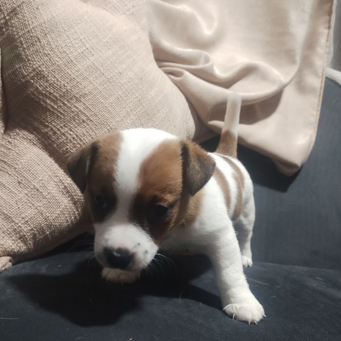 Джак Ръсел женско кученце