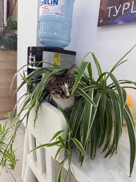 Котик ищет семью