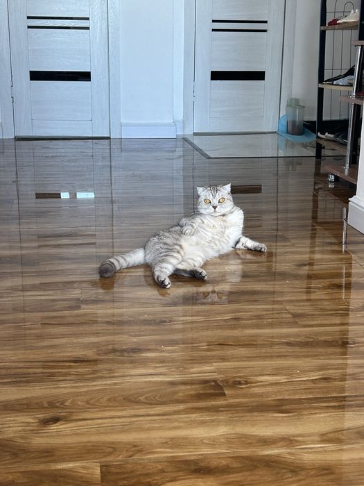 Девочкааа кошка