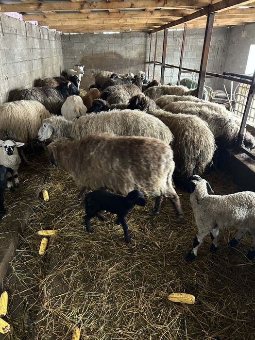 Vand oi cu miei si gestante