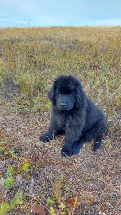 Продам щенков ньюфаундленда