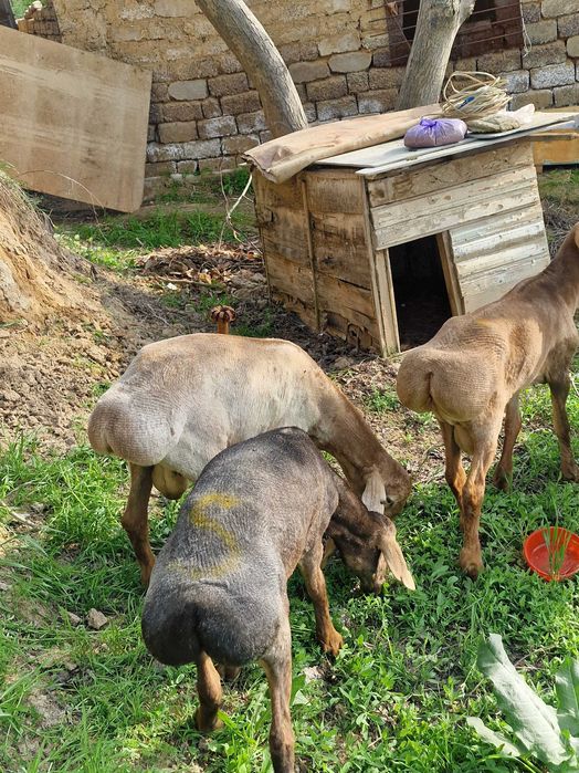 Тозза сифатли Кучкорлар Qo'chqorlar