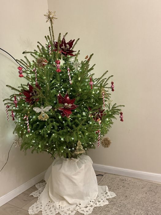 Живая ель с корнями, елка