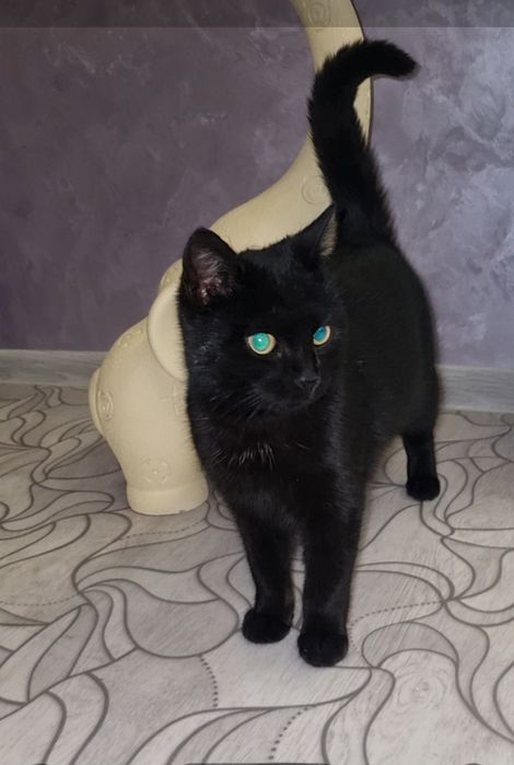 Малыш ищет дом. Доставлю!