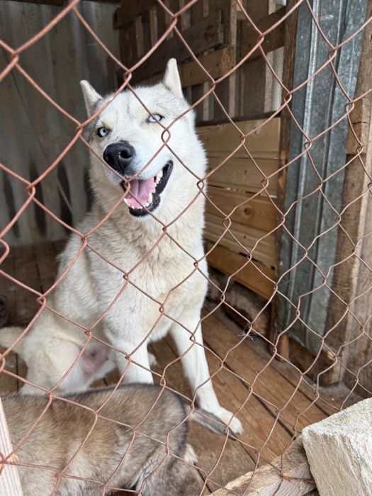 Отдам в хорошие руки