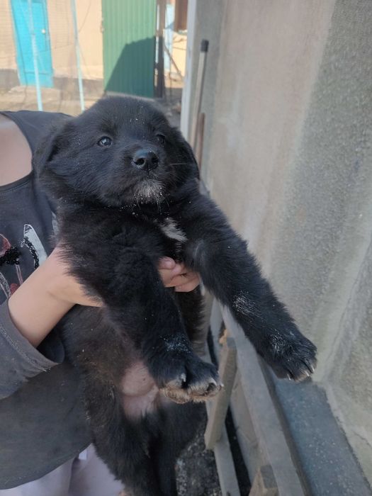 Отдам даром щенков