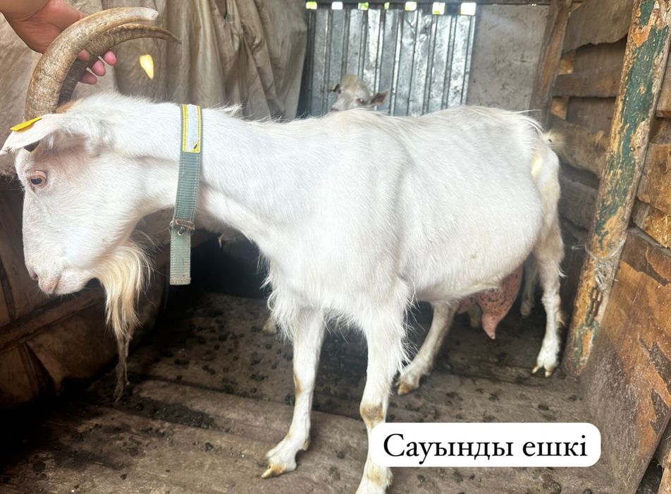 Сауынды ешкілер сатылады